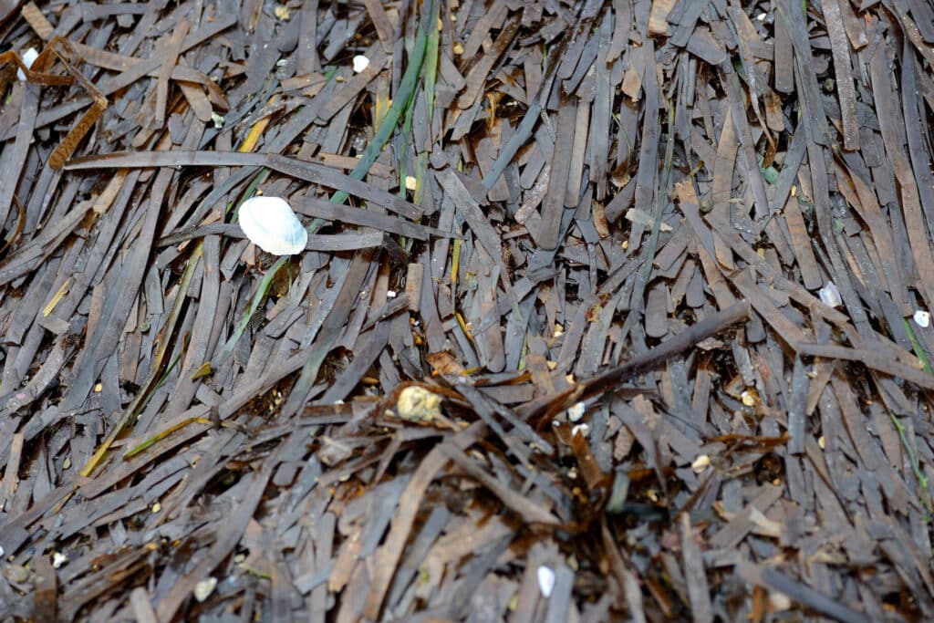 posidonia seca