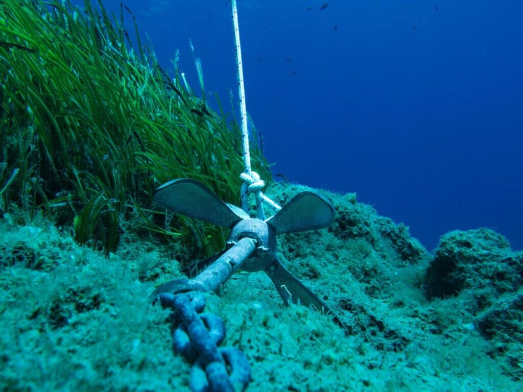 proteger la posidonia