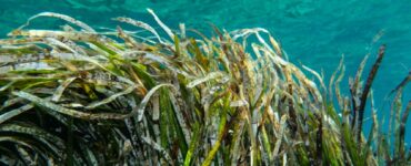 posidonia