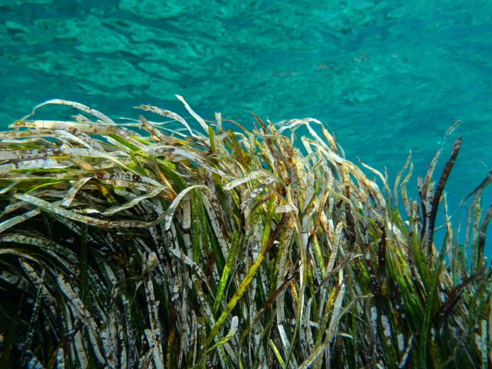 posidonia